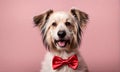 Dapper dog elegance: Canine charm in a stylish bow tie
