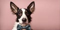 Dapper dog elegance: Canine charm in a stylish bow tie