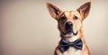 Dapper dog elegance: Canine charm in a stylish bow tie