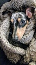 Dapple Dachshund puppy wrapped in a blanket