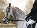 Dapple Dressage Horse Royalty Free Stock Photo