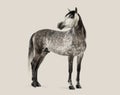 Dapple gray Andalusian horse standing looking back elegance Royalty Free Stock Photo