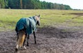 Dapple gray coloured horse going away wearing green horse blanket Royalty Free Stock Photo