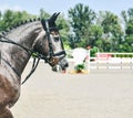 Dapple gray dressage horse and rider in uniform performing jump at show jumping competition. Equestrian sport background. Royalty Free Stock Photo