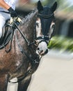 Dapple gray dressage horse and rider in uniform performing jump at show jumping competition. Equestrian sport background. Royalty Free Stock Photo