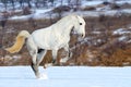 Dapple gray horse galloping in snow field