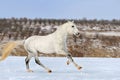 Dapple gray horse galloping in snow field