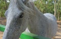 The dapple gray horse lipizzan Royalty Free Stock Photo