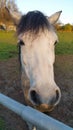 Head of dapple gray horse Royalty Free Stock Photo