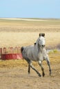 Dapple Gray Horse Running in a Field Royalty Free Stock Photo