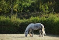 Dapple gray Percheron Draft Horse grazing in meadow