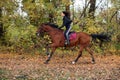 Andalusian horse into forest ranch in autumn evening Royalty Free Stock Photo