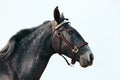 Dapple-grey Andalusian horse portrait on sky background Royalty Free Stock Photo