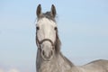 Dapple-grey Andalusian horse portrait with bridle Royalty Free Stock Photo