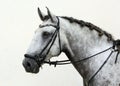 Dapple-grey Andalusian horse portrait Royalty Free Stock Photo