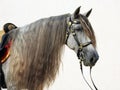 Dapple-grey Andalusian horse portrait Royalty Free Stock Photo