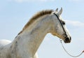 Dapple-grey Andalusian horse portrait Royalty Free Stock Photo