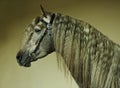 Dapple-grey Andalusian horse portrait Royalty Free Stock Photo