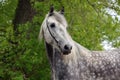 Dapple grey andalusian horse portrait on green trees background Royalty Free Stock Photo