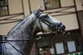 Dapple grey Andalusian horse portrait with bridle Royalty Free Stock Photo