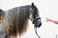 Dapple-grey Andalusian horse portrait with long mane Royalty Free Stock Photo