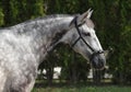 Dapple-grey Andalusian horse portrait near the ranch Royalty Free Stock Photo