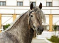 Dapple-grey Andalusian horse portrait Royalty Free Stock Photo