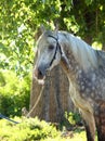 Dapple-grey Andalusian horse portrait near the summer ranch