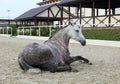 Dapple-grey Andalusian horse rest in the paddock