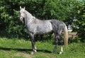 Dapple-grey Andalusian horse rest in the stud farm