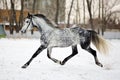 Dapple-grey arabian horse on snow field Royalty Free Stock Photo