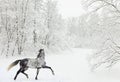 Dapple-grey arabian horse on snow field Royalty Free Stock Photo