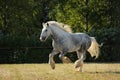 Persheron heavy draft horse galloping on a summer meadow Royalty Free Stock Photo