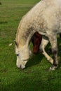 A Dapple-grey and a rusty brown horse grazing