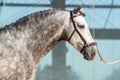 Dapple grey spanish horse in Doma Vaquera in Spain Royalty Free Stock Photo