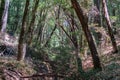 Dapple light shining through a madrone and oak trees forest, Castle Rock State park, San Francisco bay area, California