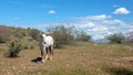 Dapple white wild horse stallion in the Salt River wild horse management area near Scottsdale Arizona USA Royalty Free Stock Photo