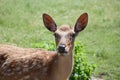 Dappled deer Royalty Free Stock Photo