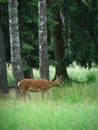 Dappled deer Royalty Free Stock Photo