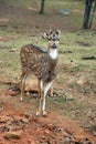 Dappled deer