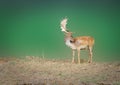 Dappled deer Royalty Free Stock Photo