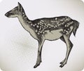 Dappled deer, hand-drawing. Vector illustration Royalty Free Stock Photo