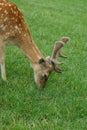 Dappled deer Royalty Free Stock Photo