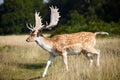 Dappled deer on a meadow Royalty Free Stock Photo