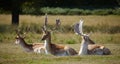 Dappled deers relaxing on a sun