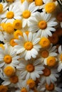 Dappled Delight: A Vase of White and Yellow Daisies with a Textu