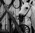 DAPPLED GRAY HORSE IN BLACK AND WHITE