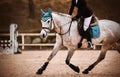 A dappled gray horse with a blue saddlecloth on its back and a rider in the saddle gallops around the arena, on which there are