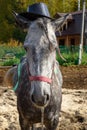 Dappled gray horse in hat Royalty Free Stock Photo