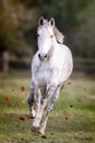 Dappled Grey Boerperd Stallion horse at Stable Barn Royalty Free Stock Photo